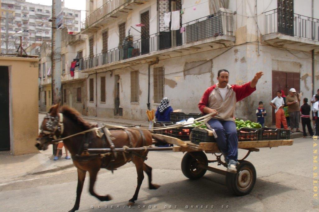 oran 341.jpg